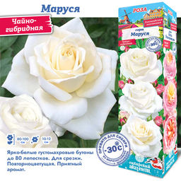 Роза Маруся (Чайно-гибридная) 1шт