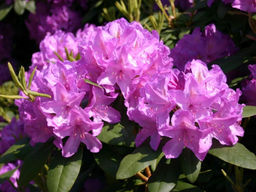 Рододендрон Катевбинский Грандифлорум - Долина роз фото 8