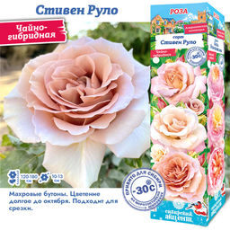 Роза Стивен Руло (Чайно-гибридная) 1шт