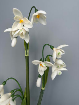 Подснежники - Белый - Real touch фото 2