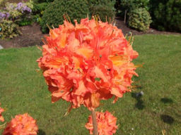 Азалия крупноцветковая Mandarin Lights (Мандарин Лайтс) - Долина роз фото 3