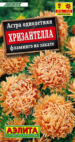 1998A Астра Хризантелла фламинго на закате 15шт