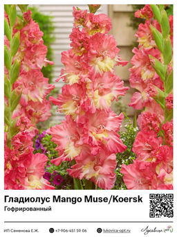 Гладиолус Mango Muse / Koersk (Гофрированный)