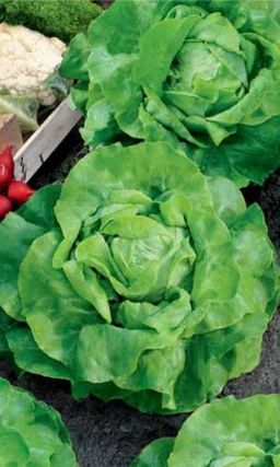 Салат КОРОЛЬ МАЙЯ Крупный кочан! Сочный! Хрустящий! Изысканный вкус!