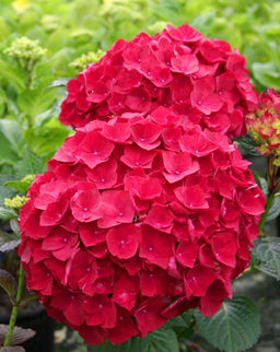 Гортензия метельчатая "Хот ред" 2 года ЗКС тара 2л
