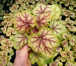 Гейхера Picasso (Гибридная) - Голландские луковицы фото 3