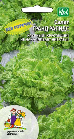 Салат ГРАНД РАПИДС Без горечи! Крупный! Хрустящий! Не накапливает нитраты!