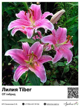 Лилия Tiber (ОТ-гибрид)