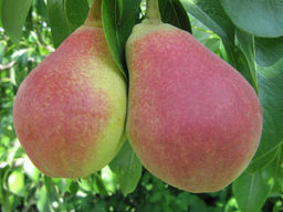 Груша Любимица Клаппа