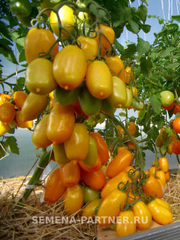 Томат Сиеста - Партнер фото 3