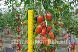 Томат Леон - Партнер фото 3