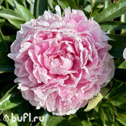 Пион Sarah Bernhardt