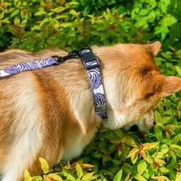 Поводок В гармонии с природой, 2.5 см, 3 м - Пушистое счастье фото 3