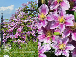 Клематис Piilu (Пиилу)