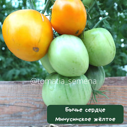 Бычье сердце Минусинское жёлтое - Tomatia фото 2