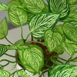 Искусственный цветок в горшке Диффенбахия элегант, 9?19 см, зелёный