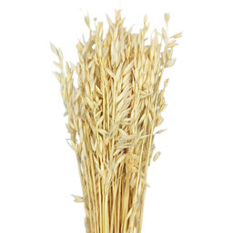 Овес отбеленный, пучок 80г, 60 колосьев, h 60-70см