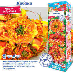 Роза Кабана (Чайно-гибридная) 1шт