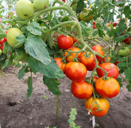 Томат ЛЮДМИЛА ДОБРЫЙ ВЕЧЕР Чрезвычайно урожайный сорт! Очень ранний и неприхотливый! Устойчив к комплексу болезней! - Уральский дачник фото 2