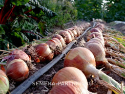 Лук репчатый Валеро - Партнер фото 3