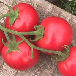 6277U Томат Ангел F1 5шт