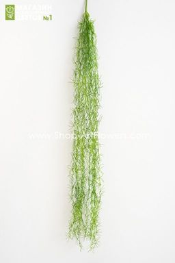 192 Тилландсия - Без тм фото 4