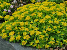 Очиток желтый - Долина роз фото 2