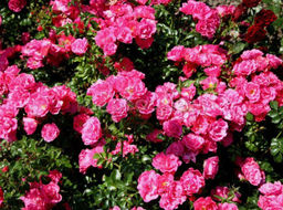 Роза Хейдетраум - Долина роз фото 3