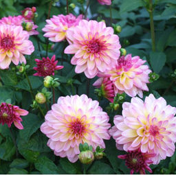 ГЕОРГИНА Зингаро Разбор I Кол-во упак., шт 1