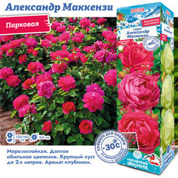 Роза Александр Маккензи (Канадская/Парковая) 1шт