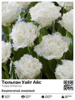 Тюльпан White Ice (Бахромчатый, махровый) - Голландские луковицы фото 2