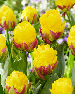 8c53d771a64a9c3fbdb7a31162dc1e123vujt348hjm9wjv1rj