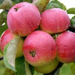 Яблоня Боровинка обыкновенная (саженец с этикеткой) 1шт