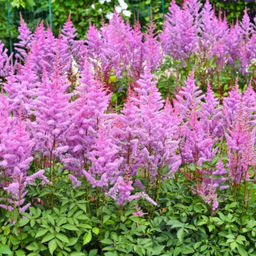 Астильба Pumila (Китайская) - Голландские луковицы фото 3