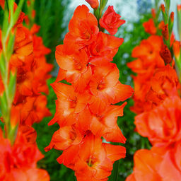 ГЛАДИОЛУС Лайв Оак Разбор 10/12 Кол-во упак., шт 8