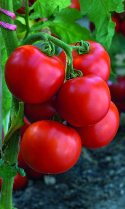 Томат МЕЛОДИЯ F1 Раннеспелый! Крупноплодный! Уникальная урожайность!