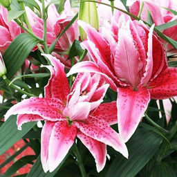 Лилия Roselily Lorena (Розовидный гибрид) - Голландские луковицы фото 2