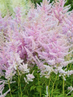 Астильба Hyazinth (Арендса) - Голландские луковицы фото 3