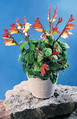 Мина ЭКЗОТИКА ЛЮБВИ - Уральский дачник фото 2