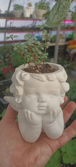 Пилея Глаука в кашпо Ангел - 1000корней фото 2