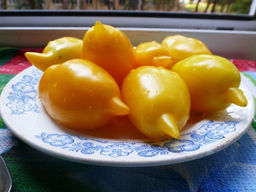 Помидоры Akmore Treasure  Сокровище