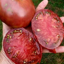 7152T Томат Шоколадница 10шт