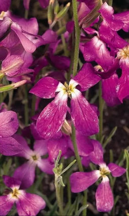 Маттиола двурогая ЛИЛОВО - РОЗОВАЯ Скромное и невзыскательное растение с дивным ароматом в вечерние часы!