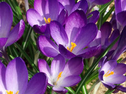 Крокус Barrs Purple (Барс Парпл) 5 шт