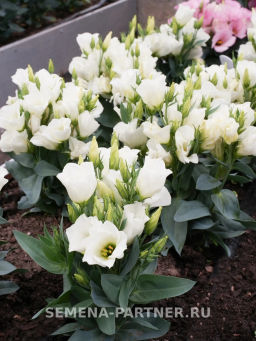 Эустома карликовая айвори Мисс Эбони Бьютти - Партнер фото 7