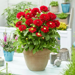 Георгина Мелоди Мамбо бордюрная - Долина роз фото 4