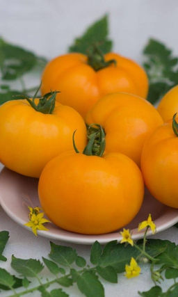 Томат ВИКИНГ Не растрескивается! Мякоть нежная, сочная, сладкая! Сорт холодостойкий и устойчив к засухам!