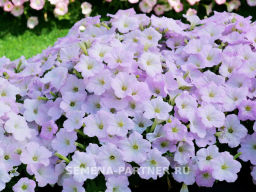 Петуния Зацветёт Short Лилак Лайт многоцветковая каскадная - Партнер фото 4