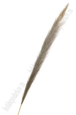 Сухоцветы декоративные 140 см "Пампасная трава" (SF-2838) №10