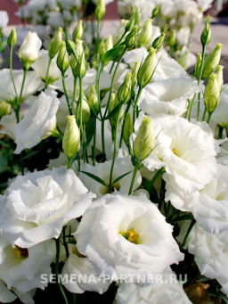 Эустома срезочная махровая молочно-белая Мадам Лорен - Партнер фото 5